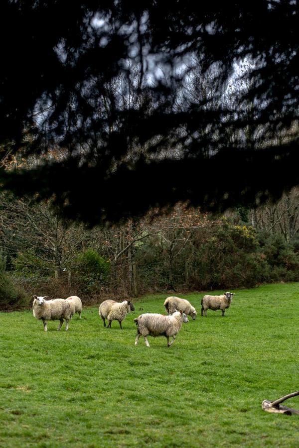 Clone Guest house Aughrim